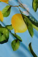 sky blue/yellow floral lemon