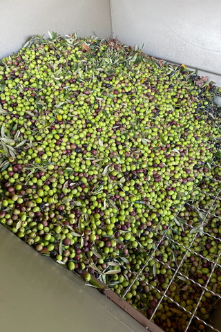 Olive Oil | 375ml